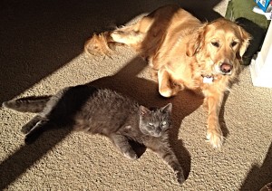 Jake our cat and Bud our dog, getting close to enjoy the sun. I love snuggling them.