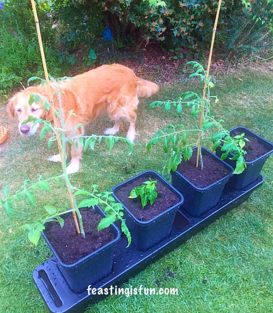 FF Growing Vegetables Week 5