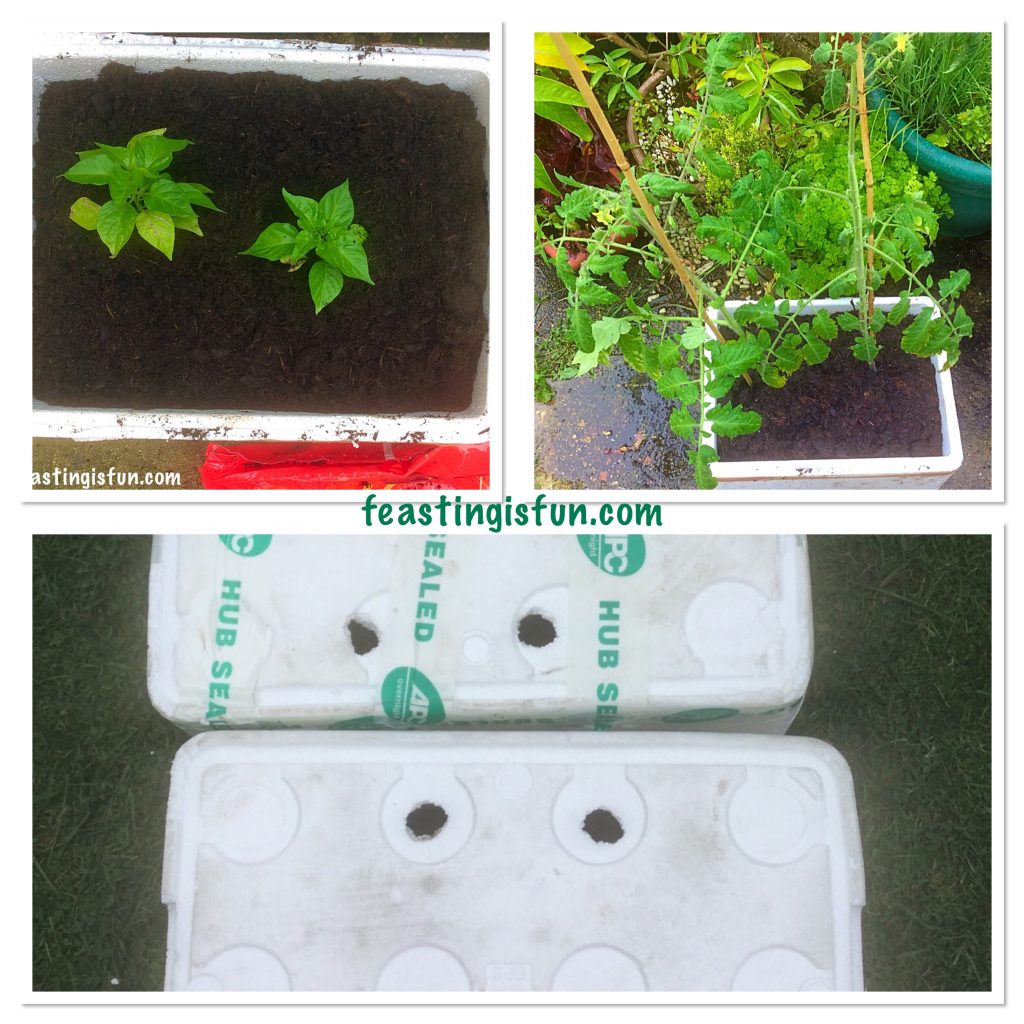 FF Growing Vegetables Week 5