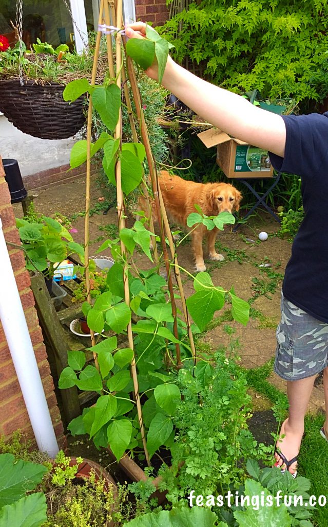 FF Growing Vegetables Week 2