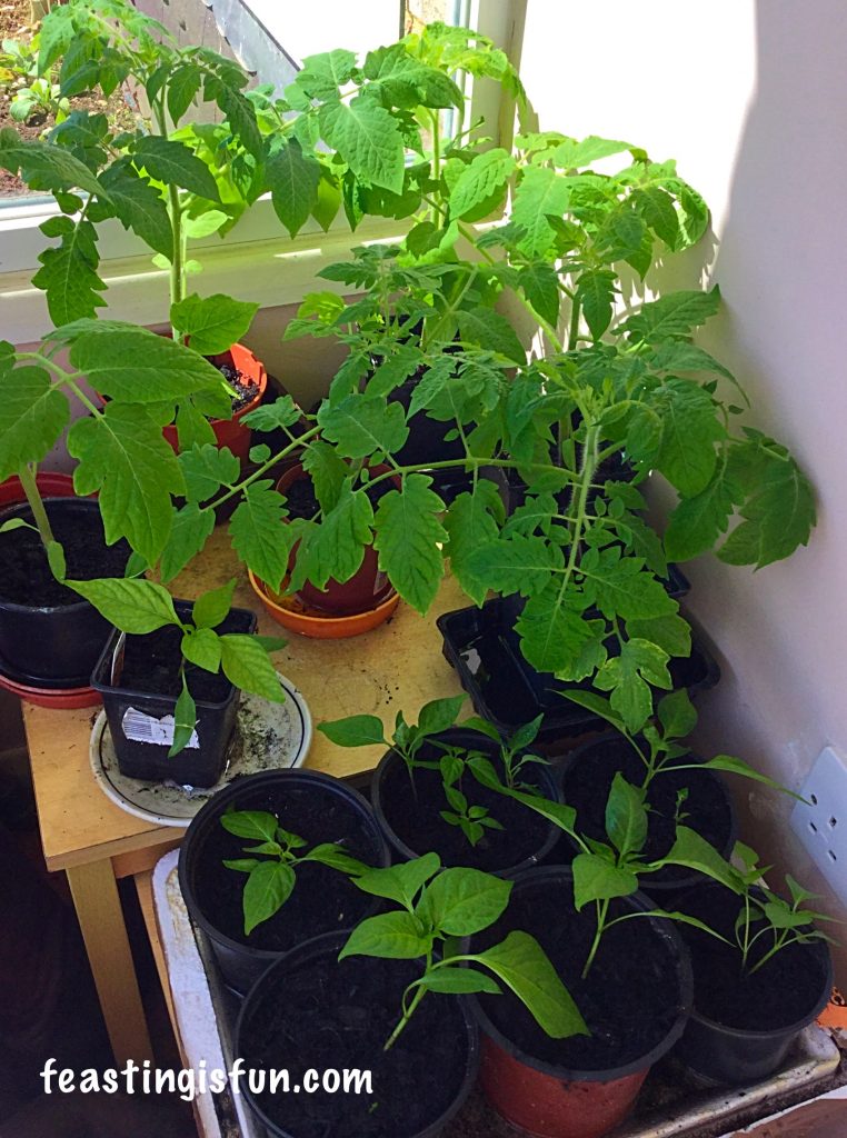 FF Growing Vegetables Week 1
